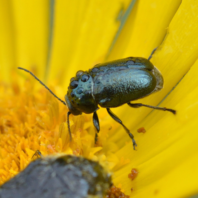 Cryptocephalus violaceus - sötétkék zömökbogár Cryptocephalus violaceus - sötétkék zömökbogár
