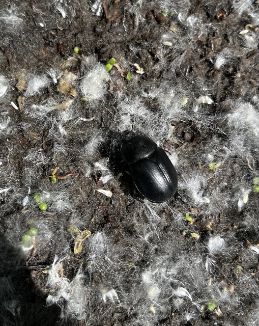Pentodon idiota - butabogár
