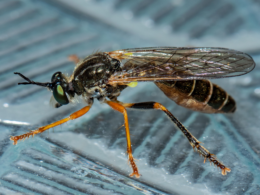 Dioctria rufipes