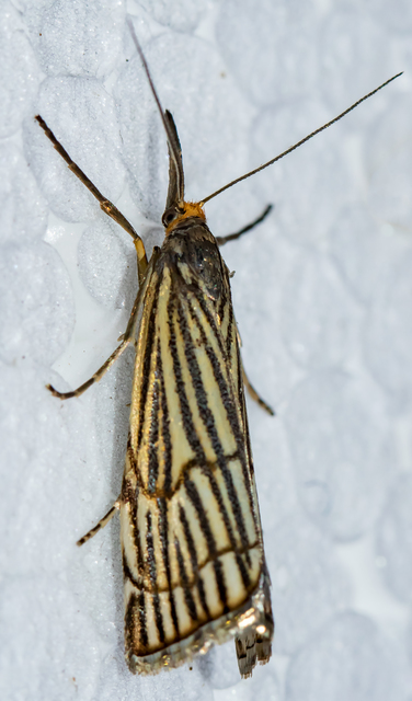 Chrysocramboides craterella - rácsos fűgyökérmoly