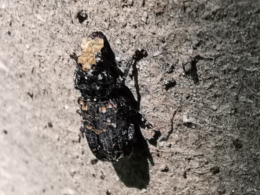 Platyrhinus resinosus - nagy orrosbogár