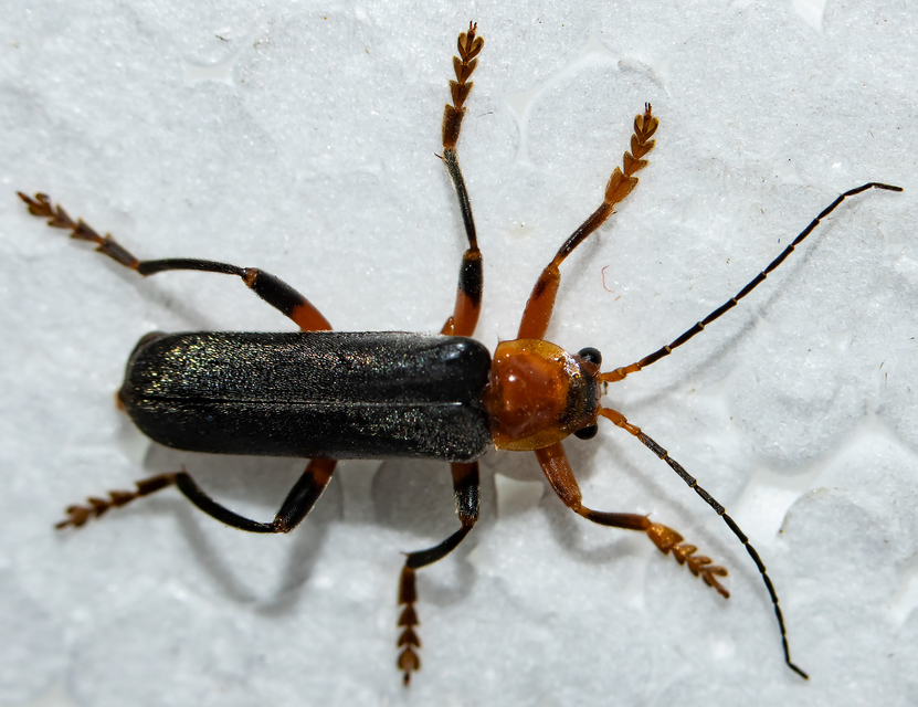 Cantharis livida - mezei lágybogár