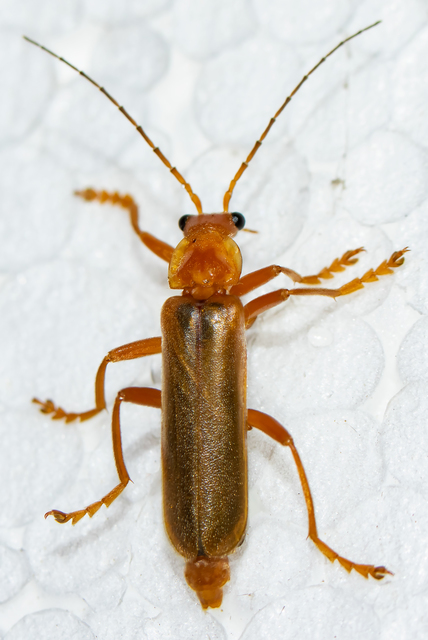 Cantharis rufa - rőt lágybogár
