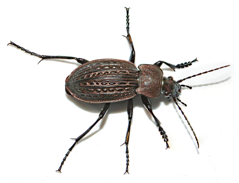Carabus ulrichii - rezes futrinka Carabus ulrichii - rezes futrinka