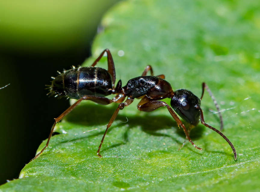 Camponotus fallax - ligeti lóhangya
