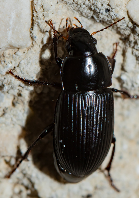 Harpalus serripes - fekete lomhafutó