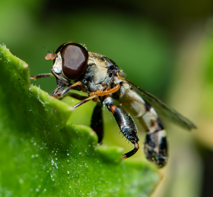 Syritta pipiens - zizegő comboslégy
