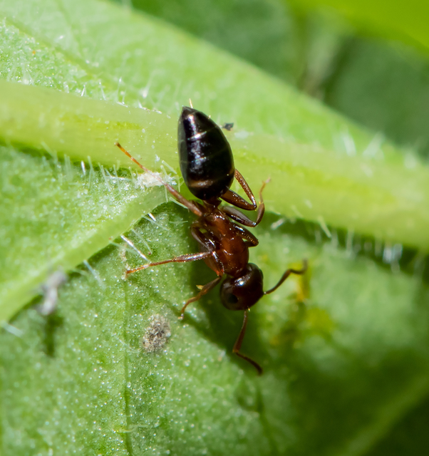 Colobopsis truncata - kapushangya