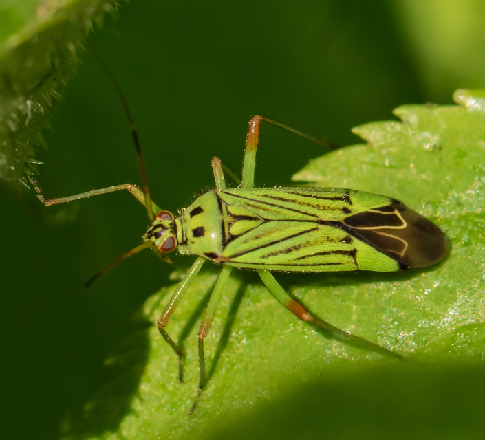 Mermitelocerus schmidtii