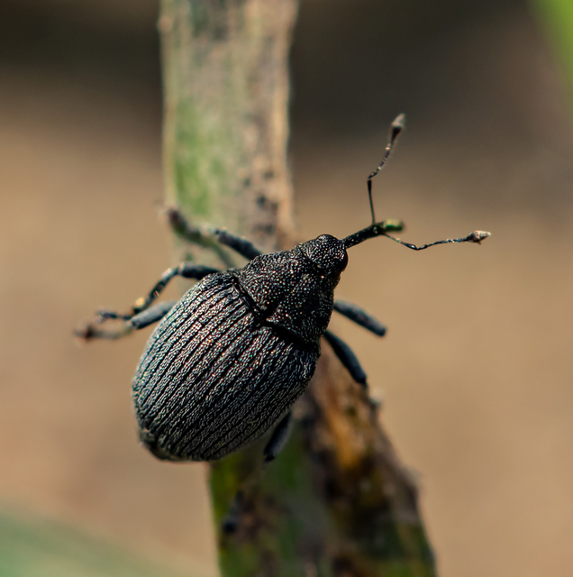 Ceutorhynchus napi - széles repce-ceutormányos