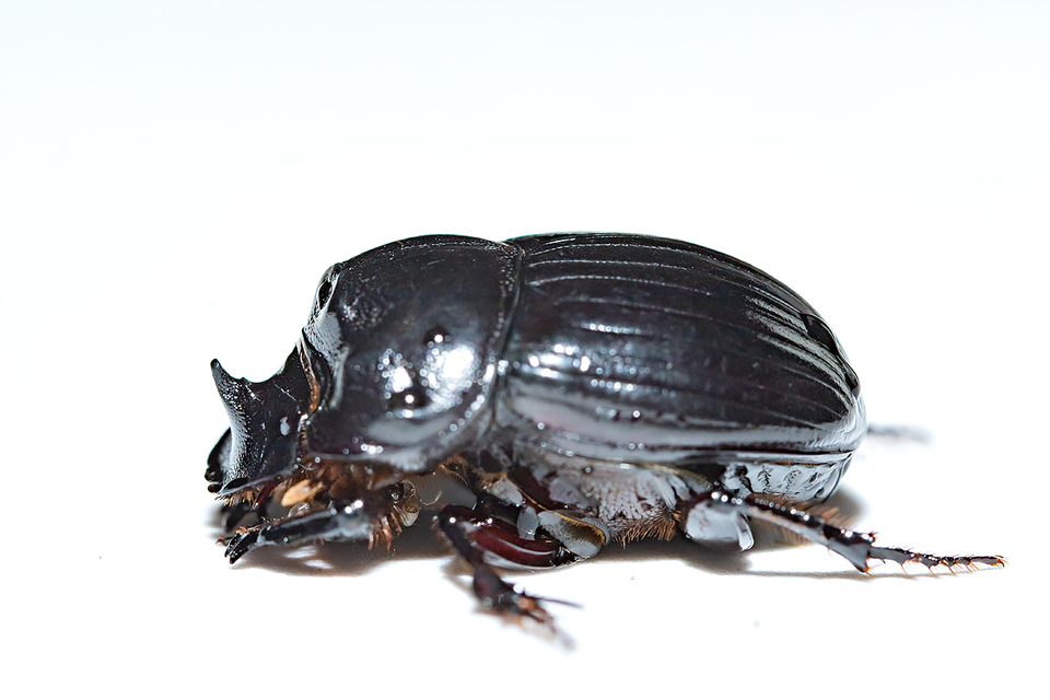 Copris lunaris - közönséges holdszarvú-ganéjtúró