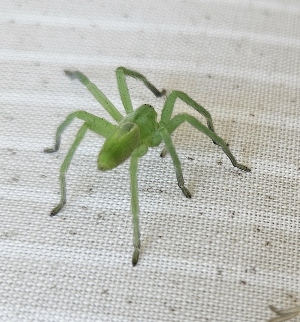 Micrommata virescens - hunyópók