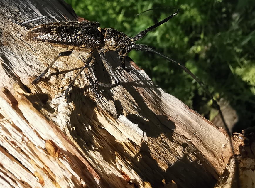 Monochamus sartor - nagy fenyvescincér
