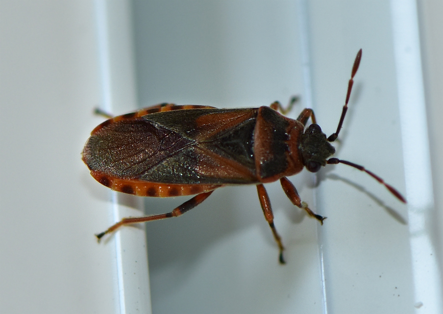Arocatus melanocephalus