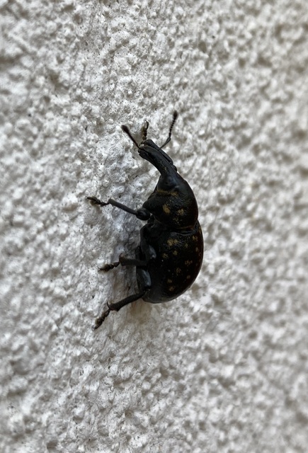 Liparus glabrirostris - közönséges acsalapuormányos