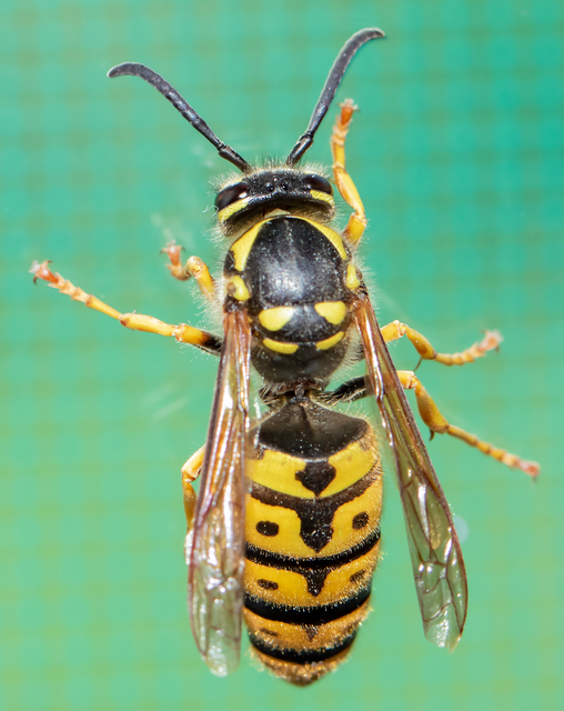 Vespula germanica - német darázs