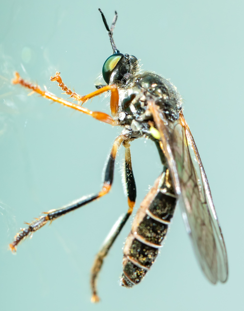 Dioctria rufipes