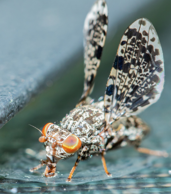 Callopistromyia annulipes - pávalégy