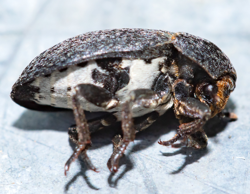 Dermestes laniarius - gyászos porva Dermestes laniarius - gyászos porva