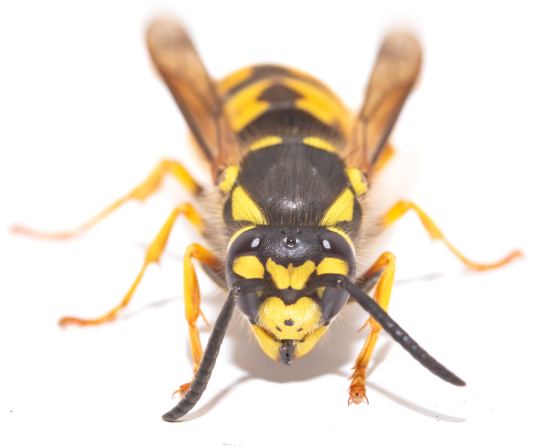 Vespula germanica - német darázs