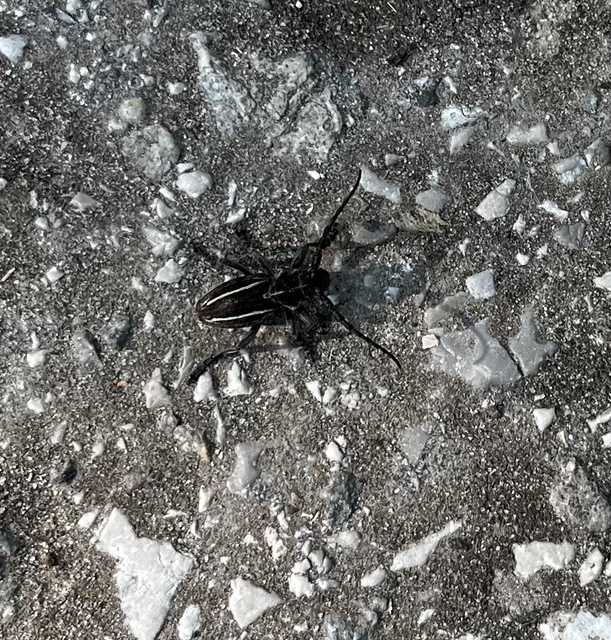Neodorcadion bilineatum - kétsávos földicincér