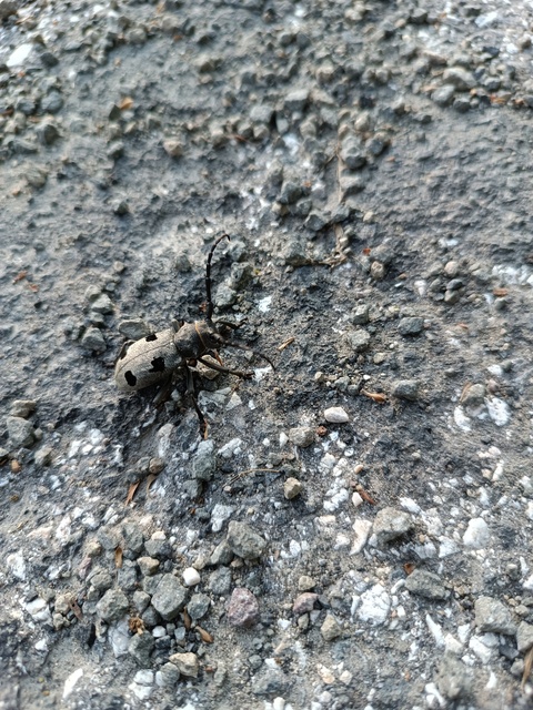 Morimus asper funereus - gyászcincér