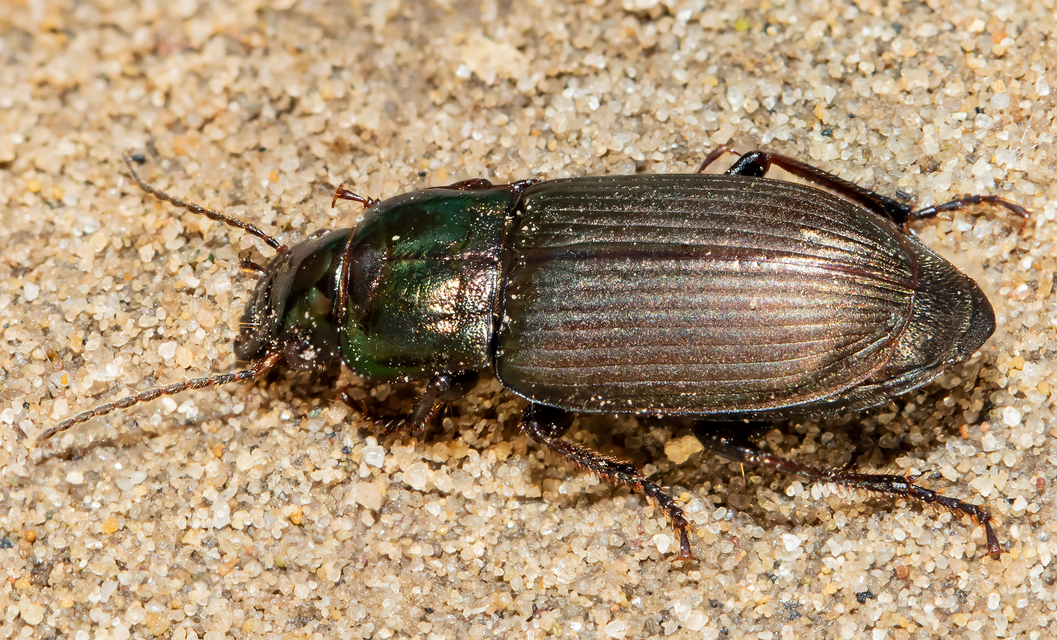 Harpalus distinguendus - mezei lomhafutó