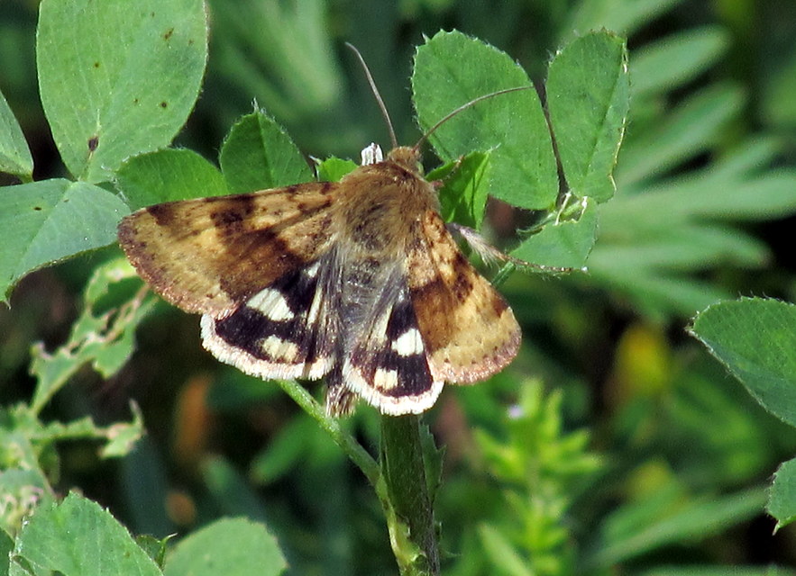 Heliothis viriplaca - mácsonyabagoly