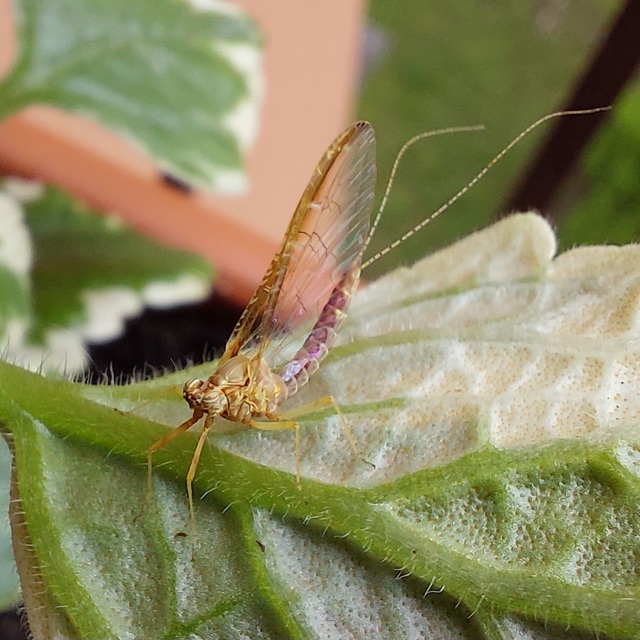 Cloeon dipterum - elevenszülő kérész