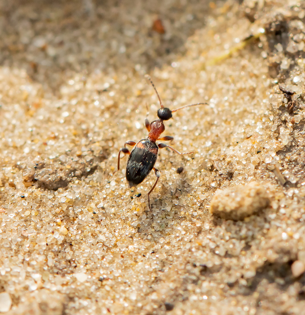 Anthelephila pedestris - hangyaszerű fürgebogár