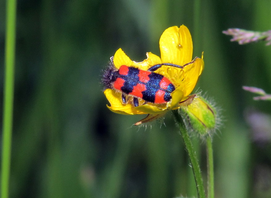 Trichodes favarius - hatfoltos méhészbogár