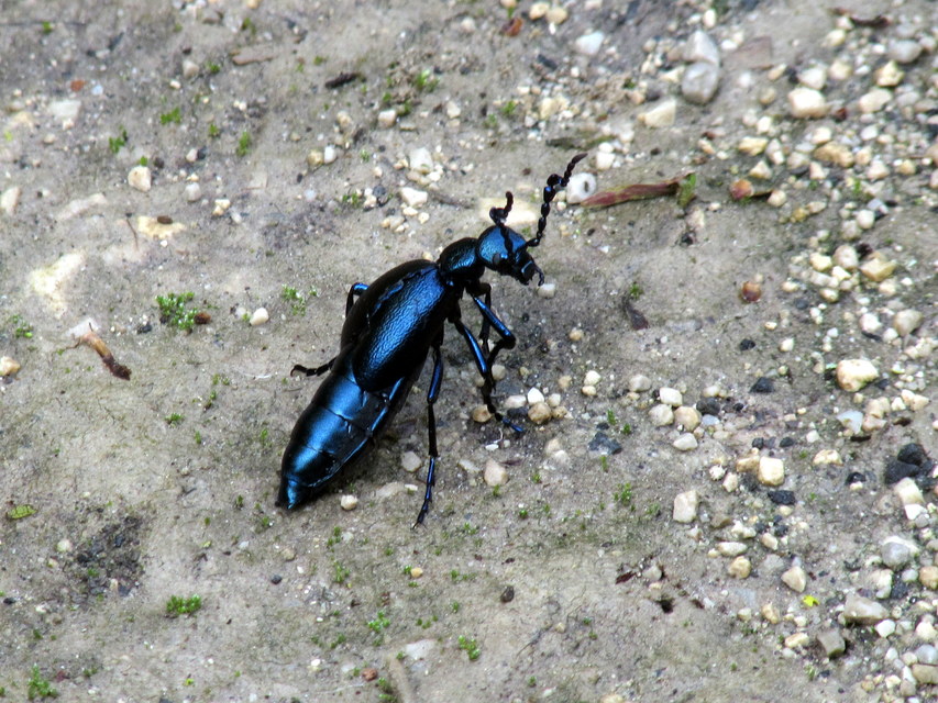 Meloe violaceus - kék nünüke