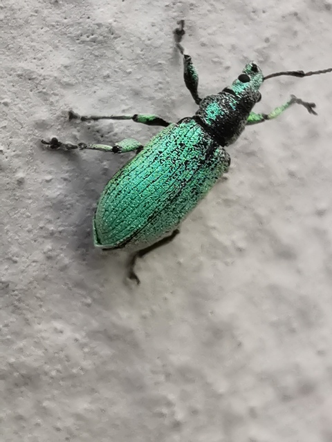 Phyllobius maculicornis - galagonya-levélormányos