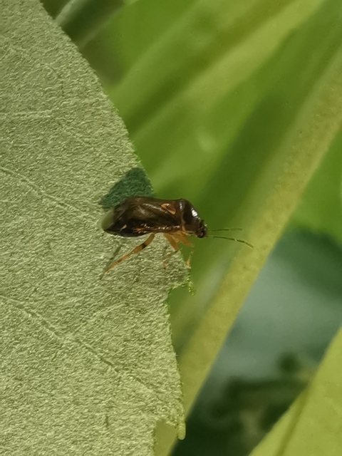 Deraeocoris lutescens - sárgás mezeipoloska