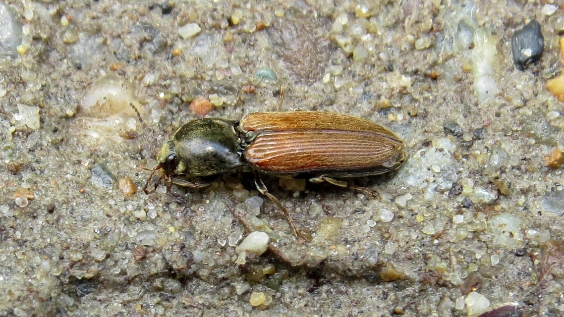 Dicronychus testaceus