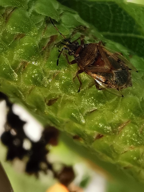 Kleidocerys resedae - nyírbodobács
