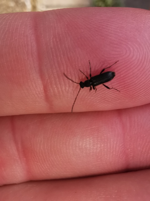 Grammoptera ruficornis - gyűrűscsápú galagonyacincér Grammoptera ruficornis - gyűrűscsápú galagonyacincér