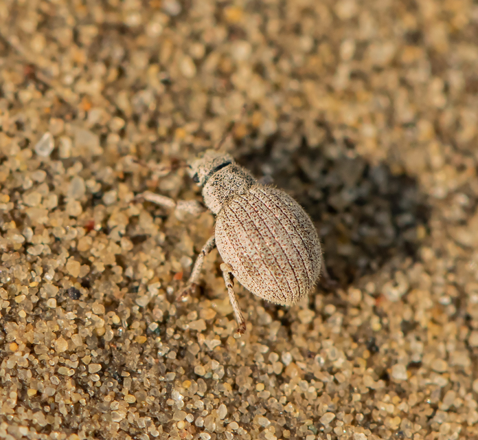 Foucartia squamulata - közönséges törpebarkó