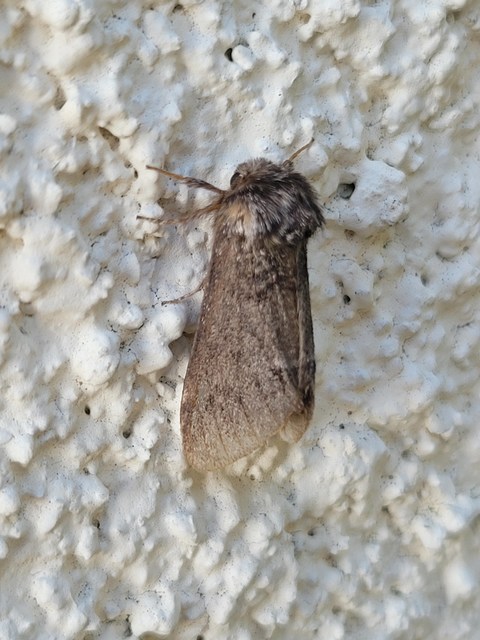 Drymonia dodonea - bélyeges púposszövő