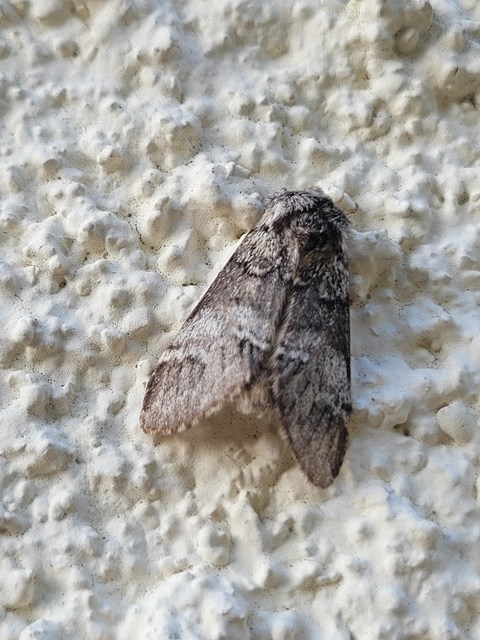 Drymonia dodonea - bélyeges púposszövő