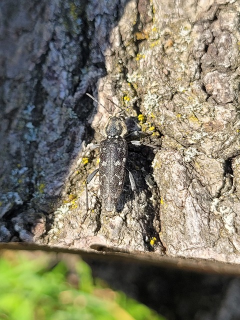 Xylotrechus rusticus - egérszínű darázscincér