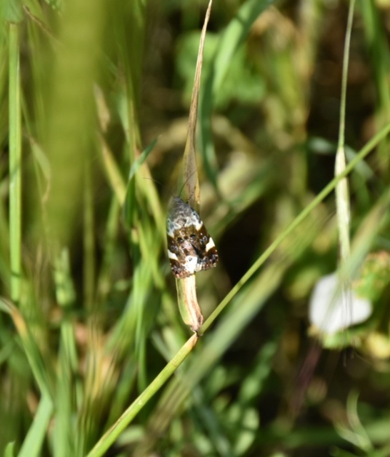 Acontia lucida - fehér nappalibagoly