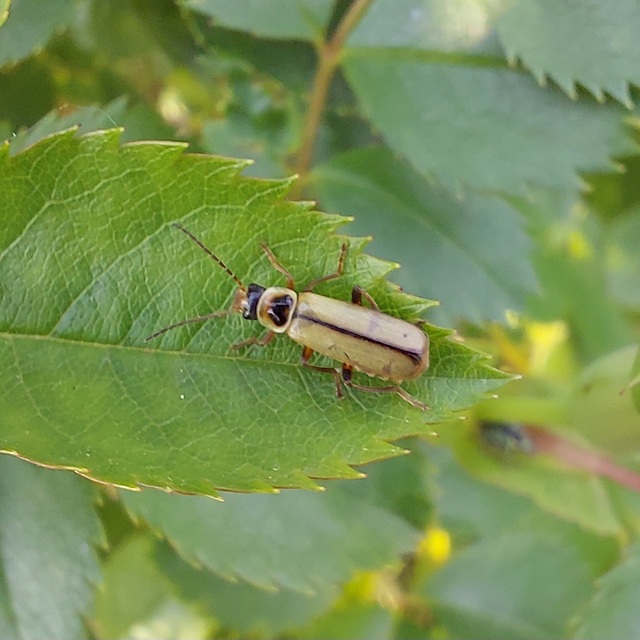 Metacantharis clypeata - tavaszi lágybogár