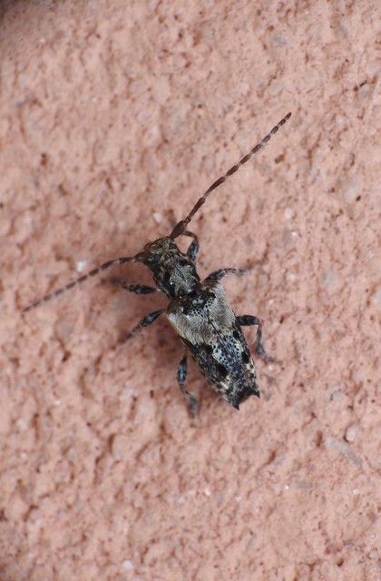 Pogonocherus hispidus - kéttövises ecsetcincér