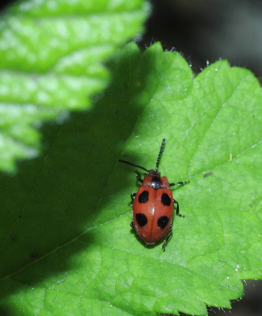 Endomychus coccineus - négypettyes álböde