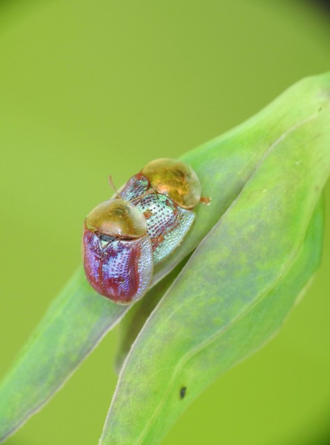 Cassida azurea - ezüstfényű pajzsbogár Cassida azurea - ezüstfényű pajzsbogár