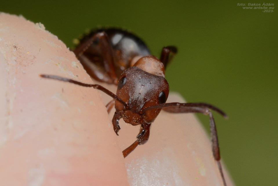 Formica sanguinea - vérvörös rablóhangya