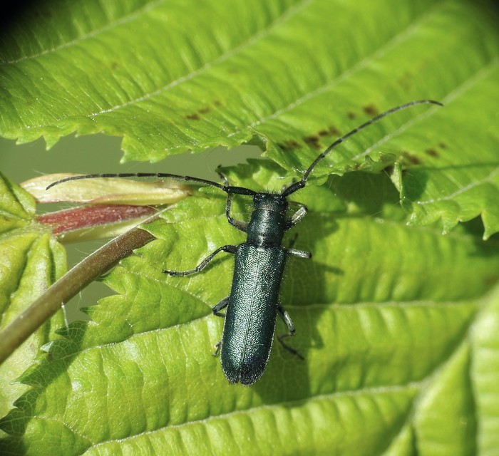Agapanthia violacea - kék somkórócincér