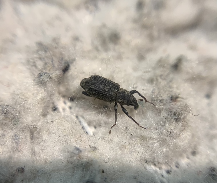 Bagous nodulosus - négypúpú víziormányos