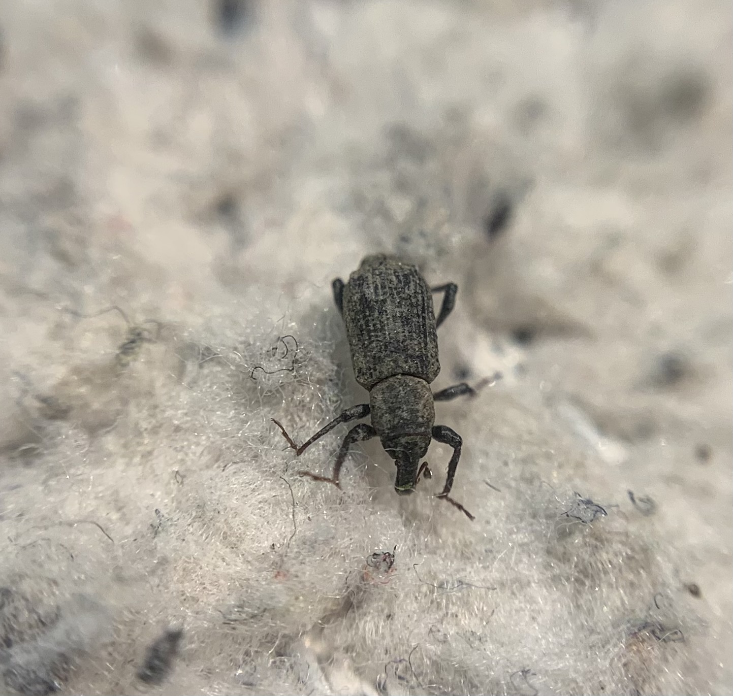 Bagous nodulosus - négypúpú víziormányos